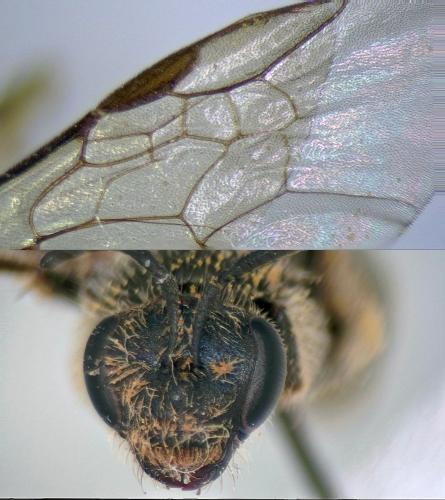 Lasioglossum pallens